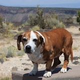 Bill Davis Photo 2